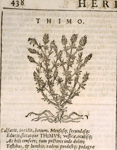 Tomilho comum (Thymus vulgaris), gravura da Castore Durante de Italian School