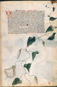 Planta Convolvulus, ilustração de 