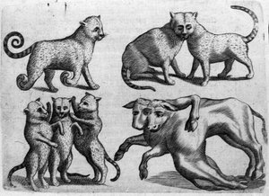 Diferentes tipos de monstros: gatos e vacas com corpos múltiplos. Gravura de "De monstrorum natura, causis et differentiis" de Fortunio Liceti (1577-1656), cientista italiano. 1646 de Italian School