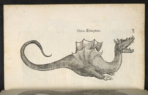 Dragão Etíope, 