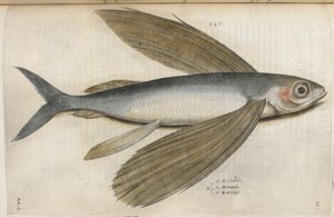Peixe-voador, ilustração de 