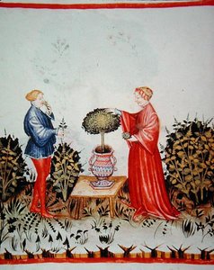Fol.39v Recolhendo o Basilicum Curatum, ilustração de 