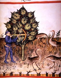 Fol.70v Grua de caça, ilustração de 