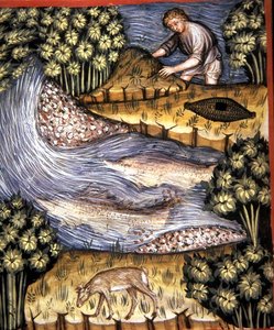 Fol.84v Âmbar, ilustração de 