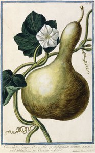 Gourd, 1772-1784 de Italian School