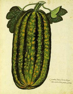 Green Oblong Squash por Ulisse Aldrovandi (1522 - 1605) prato publicado em Piante Fiori Frutti (gravura colorida à mão). de Italian School