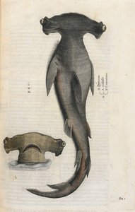 Tubarão-martelo, ilustração de 