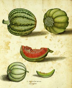Squash da herança por Ulisse Aldrovandi de Italian School
