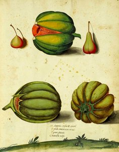Squash da herança por Ulisse Aldrovandi de Italian School