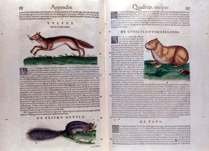 Ilustrações de 