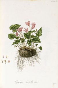ciclâmen Ivy-Com folhas - Cyclamen napolitana, 1811-1838 de Italian School