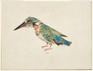Martim-pescador, c.1650-99 (giz preto, aguarela, aguarela sobre papel vegetal, com linhas de enquadramento a tinta castanha em três margens) de Italian School