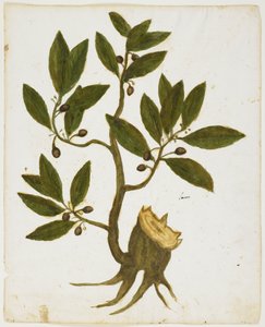 Laurel Tree (Laurus nobilis) (wc e têmpera no papel) de Italian School