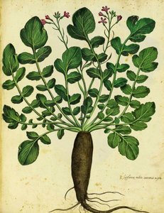 Rabanete longo preto por Ulisse Aldrovandi de Italian School