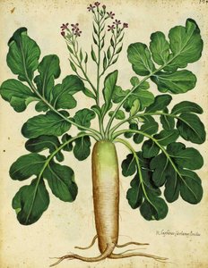 Rabanete branco por Ulisse Aldrovandi de Italian School