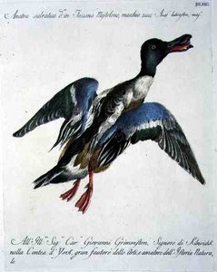 Mallard in Flight, c.1767-76 (gravação a cores à mão) de Italian School