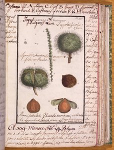 Ms 115 Chestnut, de Dizionario di Botanica (caneta e tinta e wc no papel) de Italian School