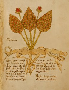 Ms 1591 Fol.19r Herba Teoderis (velino) de Italian School