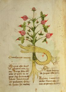 Sra. 1591 Fol.6v Herba Chavalaritas Romana, final de c.15 (vellum) de Italian School