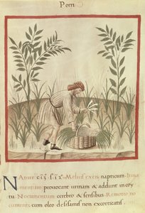 Sra. 3054 f.22 Harvesting Leeks, de 