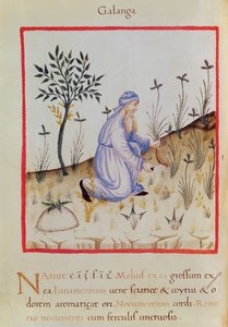 Sra. 3054 f.22 Colheita de galanga, de 