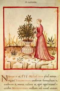 Sra. 3054 fol.14v Manjerona irrigante, de 