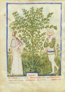 Nouy Acq Lat 1673 fol.28v aipo, de Tacuinum saudável, c.1390-1400 de Italian School