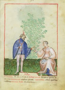 Nouy Acq Lat 1673 fol.83 Rose, de Tacuinum saudável, c.1390-1400 de Italian School