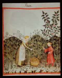 Nova 2644 f.32r Gathering DUT Tacuinum saudável Codex de Italian School
