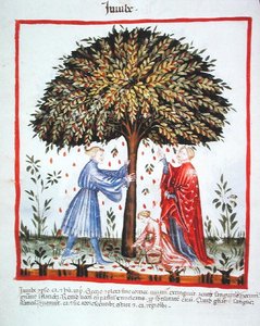 Nova 2644 fol.15v Jujubes, de Tacuinum Sanitatis Codex Vindobonensis (vellum) de Italian School