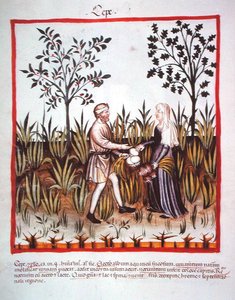 Nova 2644 fol.25v Colheita de cebolas, de Tacuinum Sanitatis Codex Vindobonensis (vellum) de Italian School