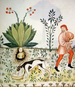 Nova 2644 fol.40r Mandrake, de Tacuinum saudável de Italian School