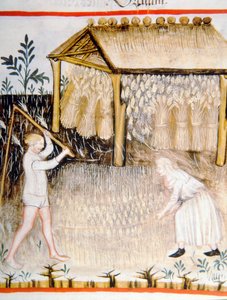 Nova 2644 fol.44r Threshing Barley, de Tacuinum saudável de Italian School