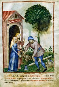 Azeite de oliva, miniatura de Tacuinum Sanitatis, edição latina de Italian School