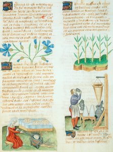 Página do Tractatus de Herbis da Dioscorides Pedanius de Italian School