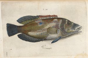 Papagaio (Nematistius pectoralis), ilustração de 