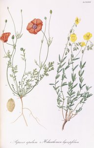 Apulum de Papaver e Helianthemum hyssopifolum, 1811-1838 de Italian School