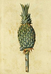 Abacaxi por Ulisse Aldrovandi de Italian School