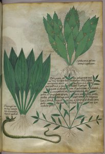 Plantas com folhas grandes e largas. Uma cobra, c.1440 (tinta e cor sobre velino) de Italian School