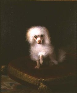 Caniche numa almofada de Italian School