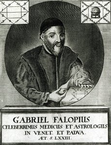 Retrato de Gabriel Fallopius (1523-62) de Italian School