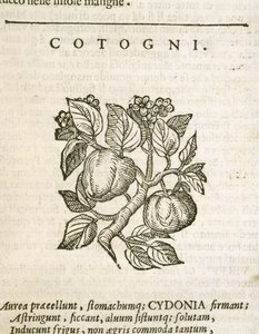 Quince (Cydonia oblonga), gravura de Castore Durante de Italian School