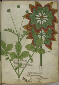 Sloane 4016 f.40 Plantas, de "Herbal", c.1440 (tinta e cor sobre velino) de Italian School
