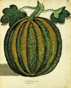 Squash por Ulisse Aldrovandi (1522 - 1605) prato publicado em Piante Fiori Frutti (gravura colorida à mão). de Italian School