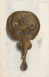 Peixe torpedo, ilustração de 