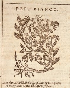 Pimenta branca da planta da pimenta preta (Piper nigrum), gravada pela Castore Durante de Italian School