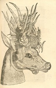ilustração de Capreolus Polyceros de Aldrovandis História dos Monstros, 1642 de Italian School