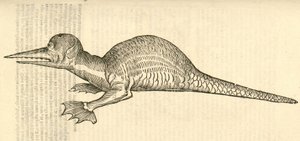 ilustração de Draco marinus monophthalmos bipes de Aldrovandis History of Monsters, 1642 de Italian School