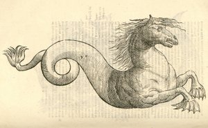ilustração de Equus marinus monstrosus de Aldrovandis História dos monstros, 1642 de Italian School