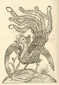 ilustração de Gallus Indicus auritus tridactylus de Aldrovandis História dos Monstros, 1642 de Italian School